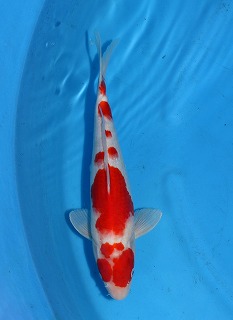 紅白　錦鯉