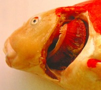 鰓腐れ病,錦鯉の病気