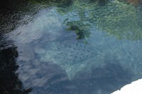 錦鯉　庭池,和風鑑賞池　錦鯉
