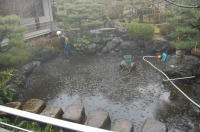 錦鯉　造園,庭池　錦鯉,造園 池,錦鯉池 高圧水洗い