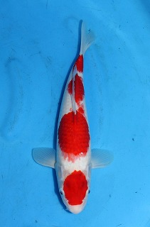 紅白　錦鯉