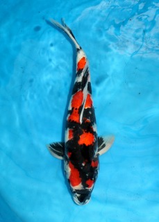 昭和三色　錦鯉販売