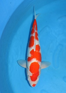 紅白　ニシキゴイ