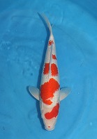 ニシキゴイ　紅白