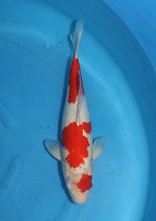 紅白　ニシキゴイ