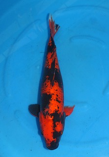 緋写り　ニシキゴイ