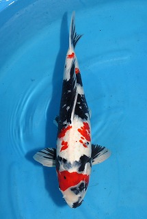 昭和三色　ニシキゴイ