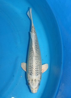 松葉黄金　ニシキゴイ