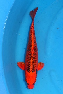 金松葉黄金　ニシキゴイ