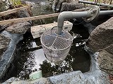 庭池　落ち葉対策