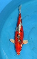 孔雀黄金　錦鯉