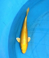 山吹黄金　錦鯉
