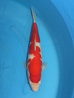 ニシキゴイ　紅白