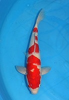 ニシキゴイ　紅白