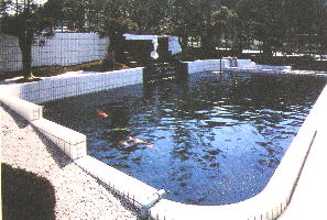 庭池　錦鯉,造園 池,錦鯉池 作り